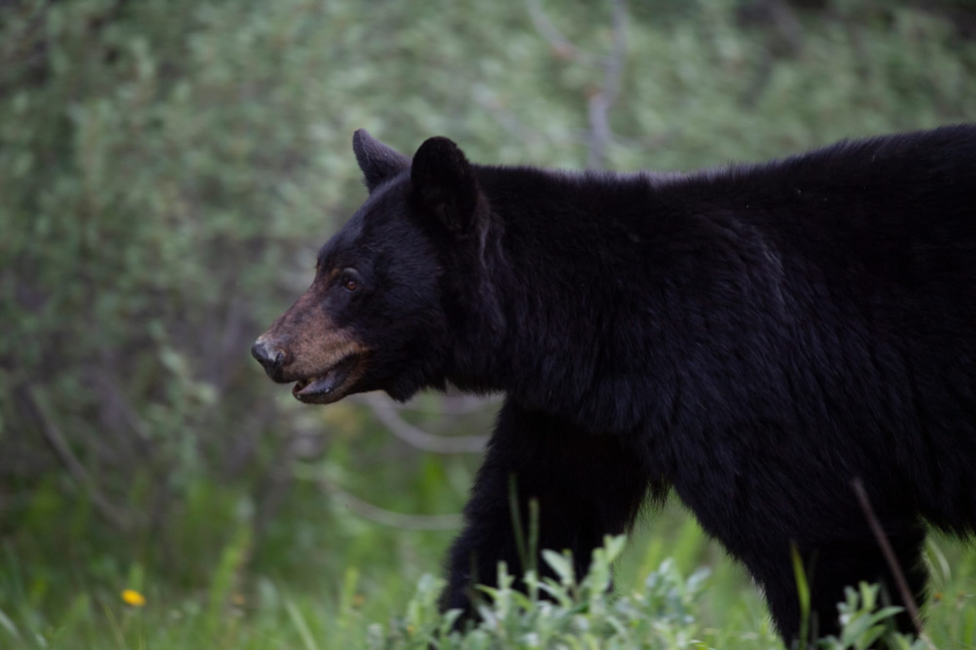 A black bear walks through tall grass