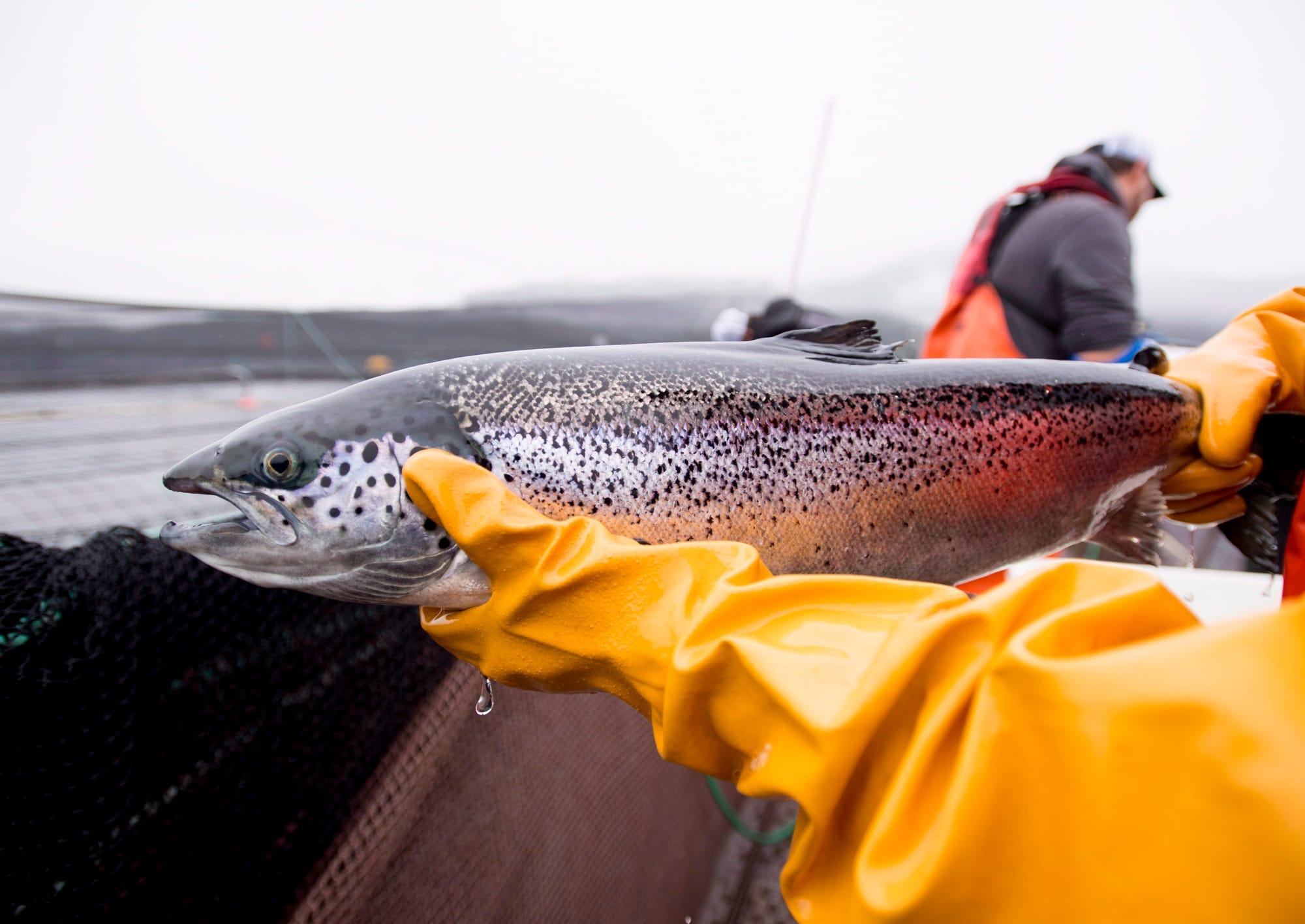 A worker wearing orange gloves holds an Atlantic salmon on a boat in Campbell River, B.C. in 2018