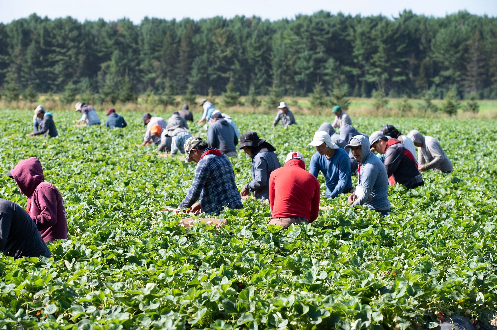 Mexican and Guatemalan workers pick strawberries at a strawberry farm in 2021 in Pont Rouge, Que.