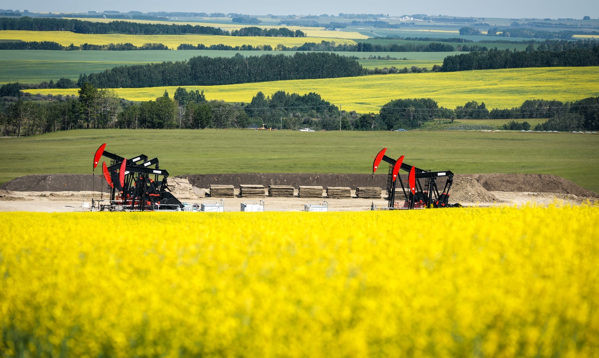 Pumpjacks draw out oil and gas from wellheads surrounded by canola fields