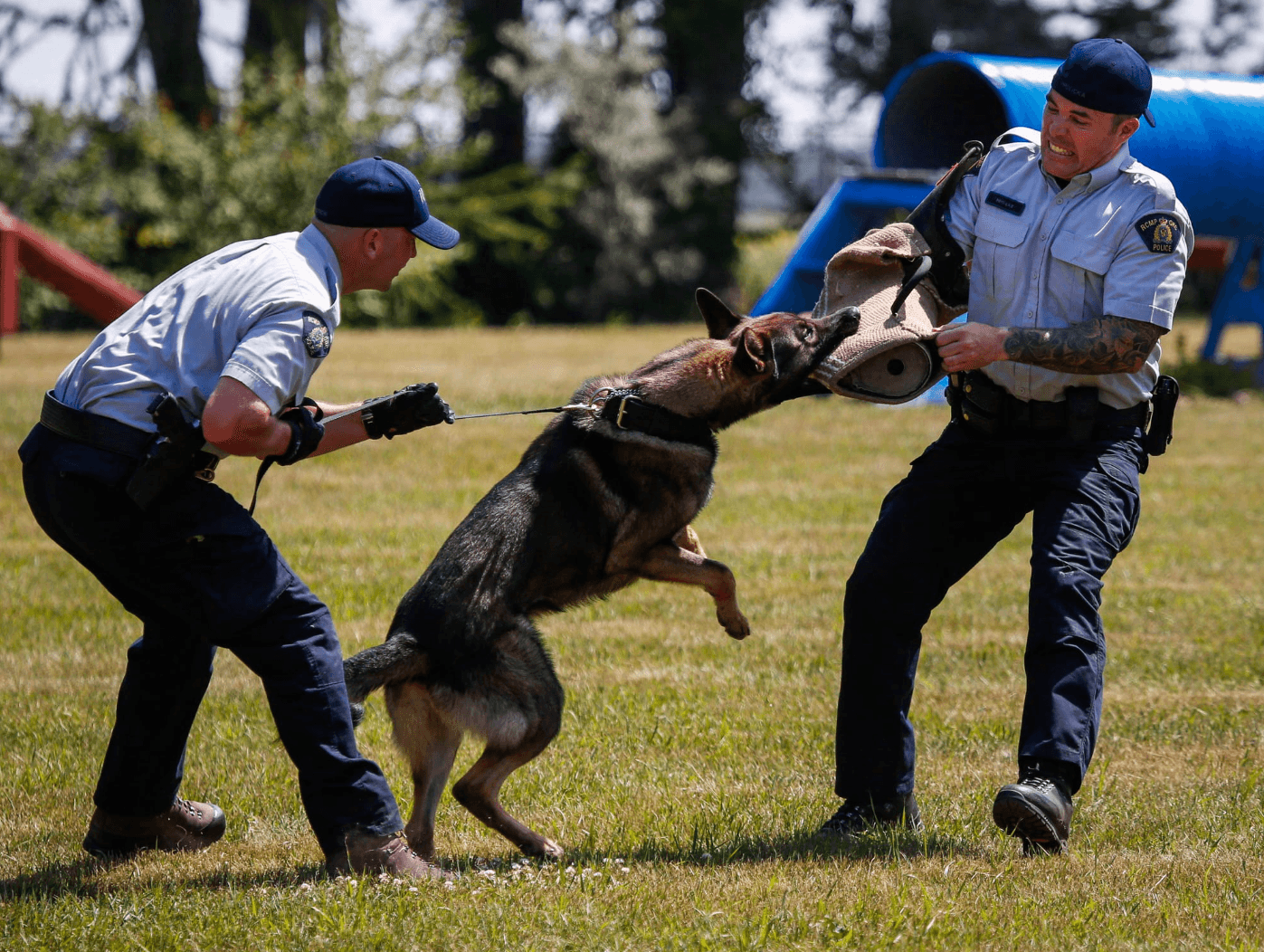 RCMP officers train a dog for "criminal apprehension" at the RCMP Police Dog Services training centre