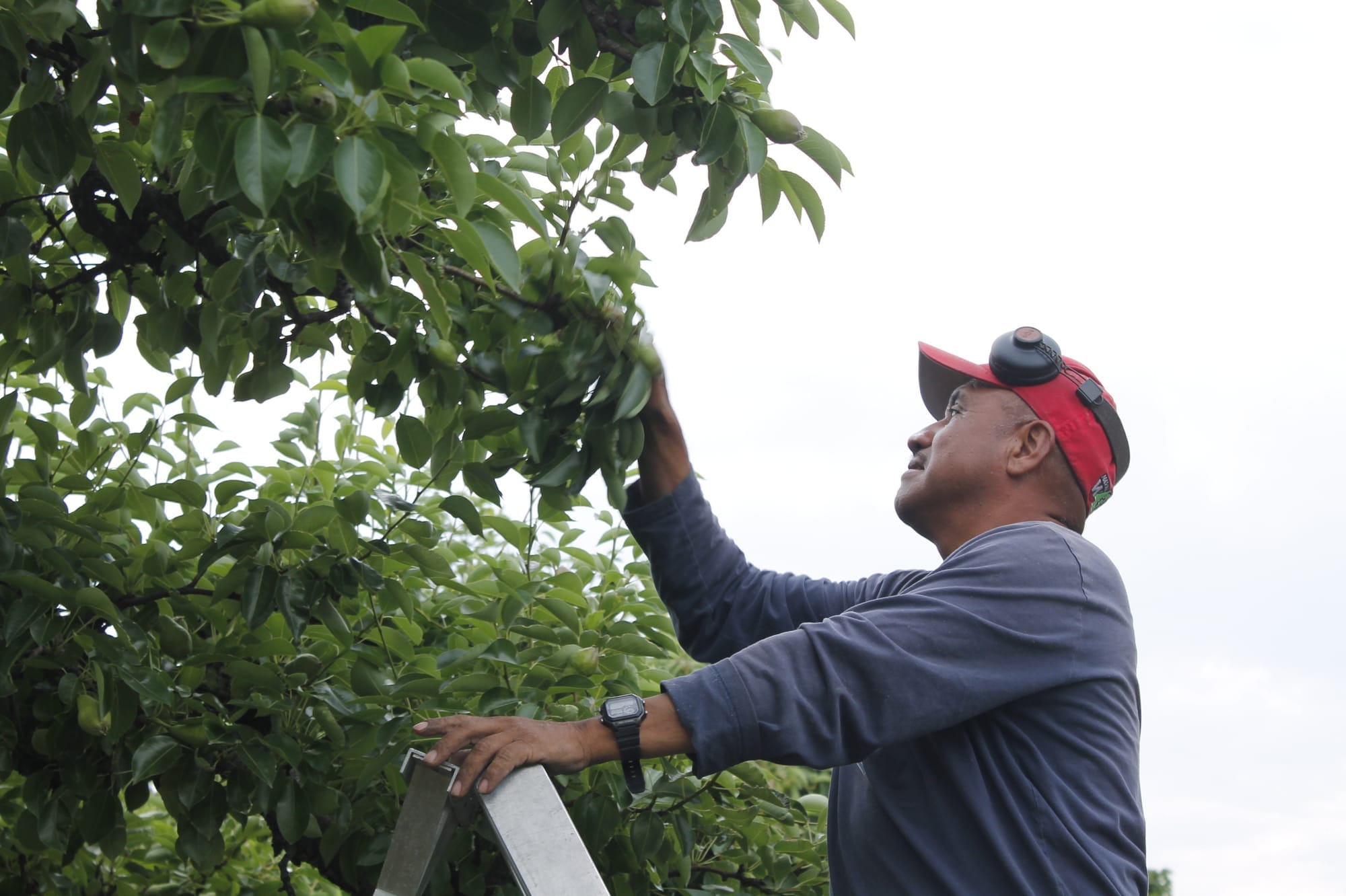 A farmworker on a silver ladder picks apples off a tree. 