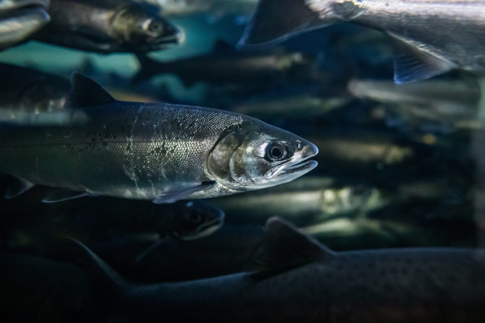 An underwater picture showing a school of young, silver salmon. 